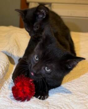 Loki and Sylvie -  American Shorthair Cat for Adoption in Union City, New Jersey - Loki And Sylvie | PetCurious