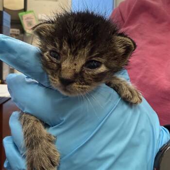 SCORPIO -  Domestic Medium Hair Cat for Adoption in San Antonio, Texas - SCORPIO | PetCurious