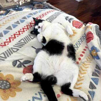 Domestic Short Hair Cats Available for Adoption - Smiley | PetCurious