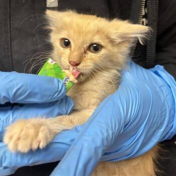 Vanilla -  Domestic Medium Hair Cat for Adoption in Tempe, Arizona - Vanilla | PetCurious