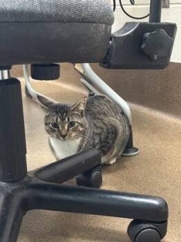 Domestic Short Hair Cats Available for Adoption - Nuka | PetCurious