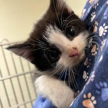 Red Velvet -  Domestic Long Hair Cat for Adoption in Charlottesville, Virginia - Red Velvet | PetCurious