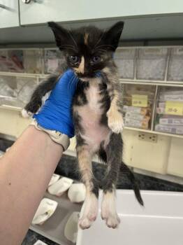 A228630 -  Domestic Short Hair Cat for Adoption in Woodland, California - A228630 | PetCurious
