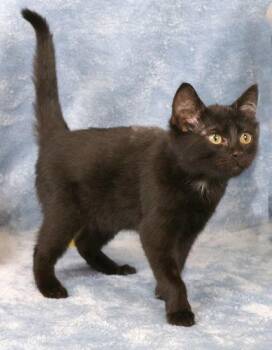 Pixie -  Domestic Short Hair Cat for Adoption in Fort Worth, Texas - Pixie | PetCurious