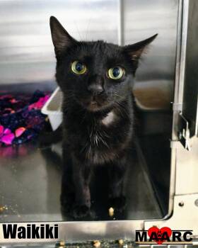 Domestic Short Hair Cats Available for Adoption in Maryville, Tennessee - Waikiki | PetCurious