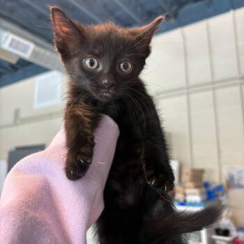 Domestic Short Hair Cats Available for Adoption in Huntington, West Virginia - Mila | PetCurious