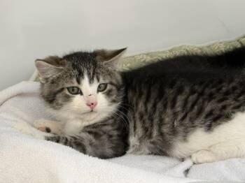 Domestic Short Hair Cats Available for Adoption - Sunshine | PetCurious