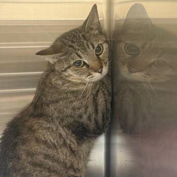 Lorelai -  American Shorthair Cat for Adoption in Cody, Wyoming - Lorelai | PetCurious