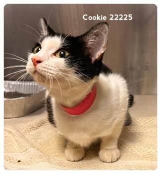 COOKIE -  Domestic Short Hair Cat for Adoption in Marietta, Georgia - COOKIE | PetCurious
