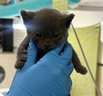 OAKLEY -  Domestic Short Hair Cat for Adoption in Riverside, California - OAKLEY | PetCurious