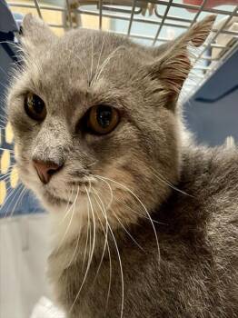 TEX -  Domestic Short Hair Cat for Adoption in Clyde, North Carolina - TEX | PetCurious