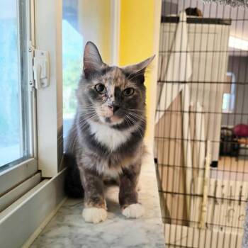 Hazel -  Domestic Medium Hair Cat for Adoption in Umatilla, Florida - Hazel | PetCurious