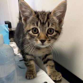 Domestic Short Hair Cats Available for Adoption - Rebekah | PetCurious