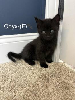 Onyx (Barto Braves Litter) -  Domestic Short Hair Cat for Adoption in Telford, Pennsylvania - Onyx (Barto Braves Litter) | PetCurious