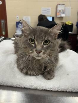 Domestic Long Hair Cats Available for Adoption in Aliquippa, Pennsylvania - LEVI | PetCurious