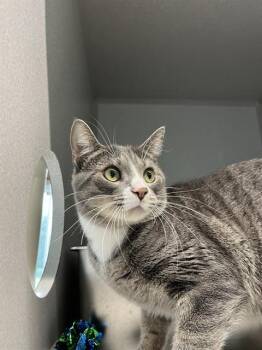 NIMBUS -  Domestic Short Hair Cat for Adoption in Bloomington, Illinois - NIMBUS | PetCurious
