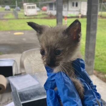 Rescue Domestic Short Hair Cats for Adoption in Volcano, Hawaii - Willow (COH-A-65252) | PetCurious
