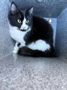 Domestic Short Hair Cats Available for Adoption - Mim | PetCurious