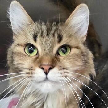 Lyoxy -  Domestic Long Hair Cat for Adoption in Cumming, Georgia - Lyoxy | PetCurious