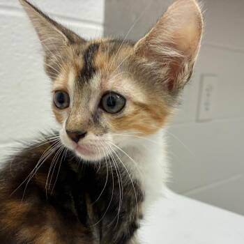 Lacy -  Domestic Short Hair Cat for Adoption in Corpus Christi, Texas - Lacy | PetCurious