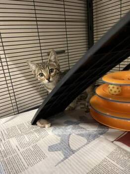 Alder -  Domestic Short Hair Cat for Adoption in Vero Beach, Florida - Alder | PetCurious