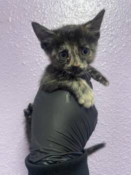 Eleven -  Domestic Medium Hair Cat for Adoption in El Paso, Texas - Eleven | PetCurious