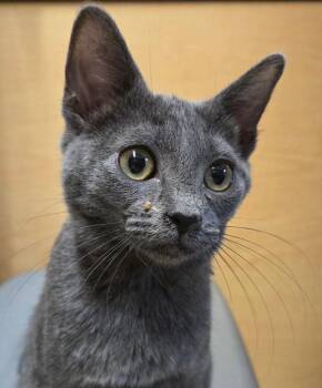 Marney -  Domestic Short Hair Cat Available for Adoption in San Antonio, Texas - Marney | PetCurious