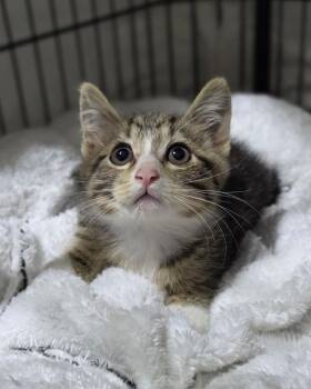 Wesley -  Domestic Short Hair Cat for Adoption in Novato, California - Wesley | PetCurious