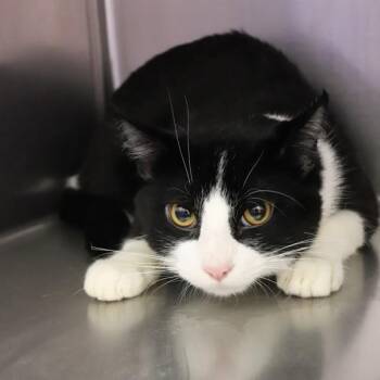 Freddi -  Domestic Short Hair Cat for Adoption in Sioux City, Iowa - Freddi | PetCurious