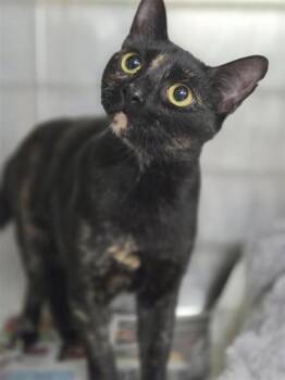 Edith -  Domestic Short Hair Cat for Adoption in Largo, Florida - Edith | PetCurious