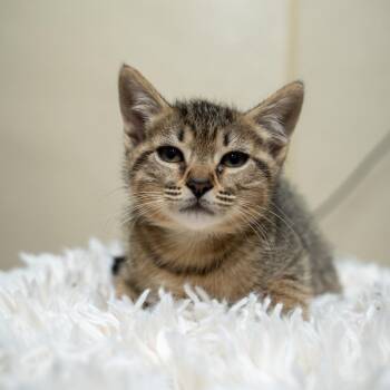Domestic Short Hair Cats Available for Adoption in Gainesville, Georgia - Penny | PetCurious
