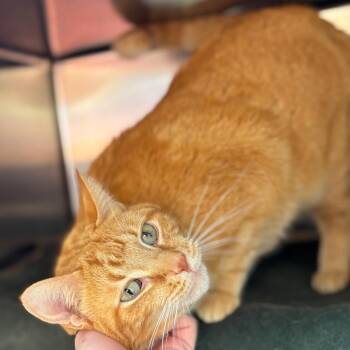 Thor -  Domestic Short Hair Cat for Adoption in Walker, Michigan - Thor | PetCurious