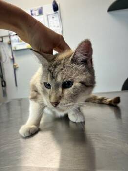 Rosie -  Domestic Short Hair Cat for Adoption in Salt Lake City, Utah - Rosie | PetCurious