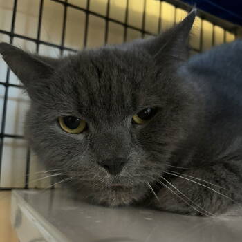 Rescue Domestic Short Hair Cats for Adoption in Burlingame, California - Lucius | PetCurious