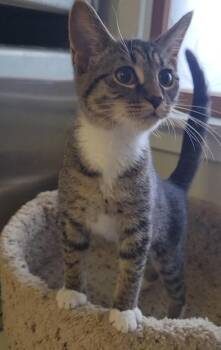 MAX -  Domestic Short Hair Cat for Adoption in Sandusky, Ohio - MAX | PetCurious