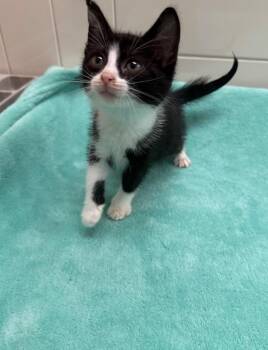 Frito -  Domestic Short Hair Cat for Adoption in Seguin, Texas - Frito | PetCurious