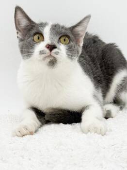 Jellybean -  Domestic Short Hair Cat for Adoption in Bowling Green, Kentucky - Jellybean | PetCurious