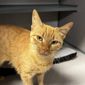 Domestic Short Hair Cats Available for Adoption - Nichola | PetCurious