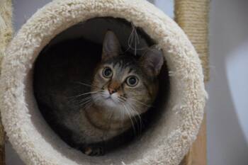 Ebe -  Domestic Short Hair Cat for Adoption in Salmon, Idaho - Ebe | PetCurious
