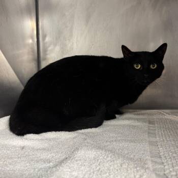 Kander -  Domestic Short Hair Cat for Adoption in Edwardsville, Illinois - Kander | PetCurious