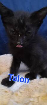 Talon -  Domestic Short Hair Cat for Adoption in Yuma, Arizona - Talon | PetCurious