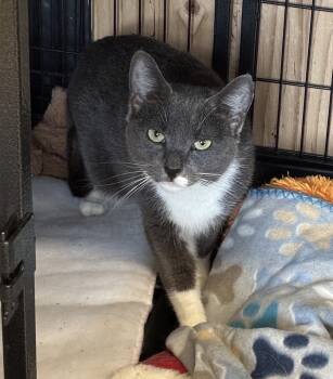 Rescue Domestic Short Hair Cats for Adoption in Randolph, Massachusetts - Persia | PetCurious