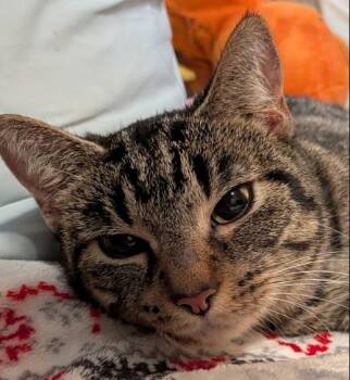 Fajita -  Tabby Cat for Adoption in Indianapolis, Indiana - Fajita | PetCurious