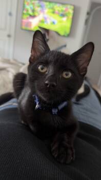 Orlando -  Domestic Short Hair Cat for Adoption in Murfreesboro, Tennessee - Orlando | PetCurious