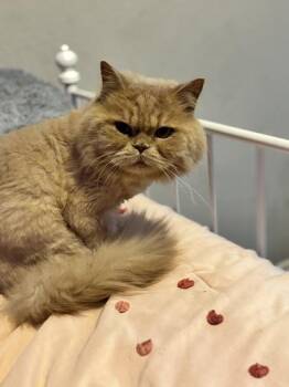 Persian Cats Available for Adoption in Fort Worth, Texas - Sir Arthur | PetCurious
