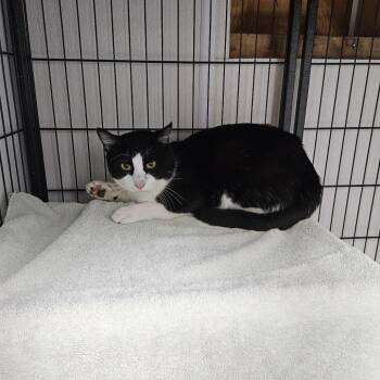 Domestic Short Hair Cats Available for Adoption in Ridgely, Maryland - Fonzi | PetCurious