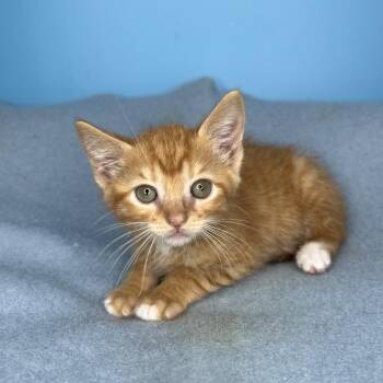 Richie -  Domestic Medium Hair Cat for Adoption in Salt Lake City, Utah - Richie | PetCurious