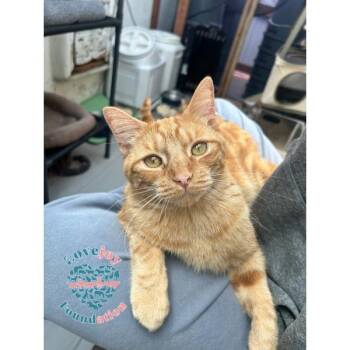 Viking -  Domestic Short Hair Cat for Adoption in Inglewood, California - Viking | PetCurious
