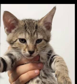 Galadriel -  Domestic Short Hair Cat for Adoption in Sneads Ferry, North Carolina - Galadriel | PetCurious