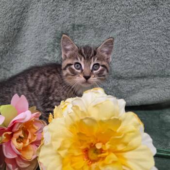 Joey -  Domestic Short Hair Cat for Adoption in Frankfort, Michigan - Joey | PetCurious